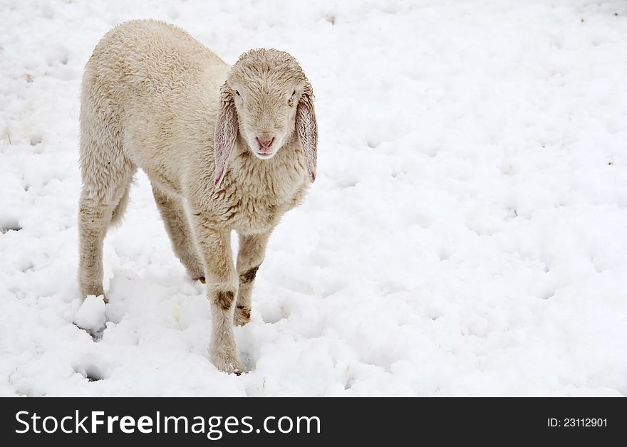 A curious lamb outdoor in a snow field during winter . Warm wool conceptual. A curious lamb outdoor in a snow field during winter . Warm wool conceptual