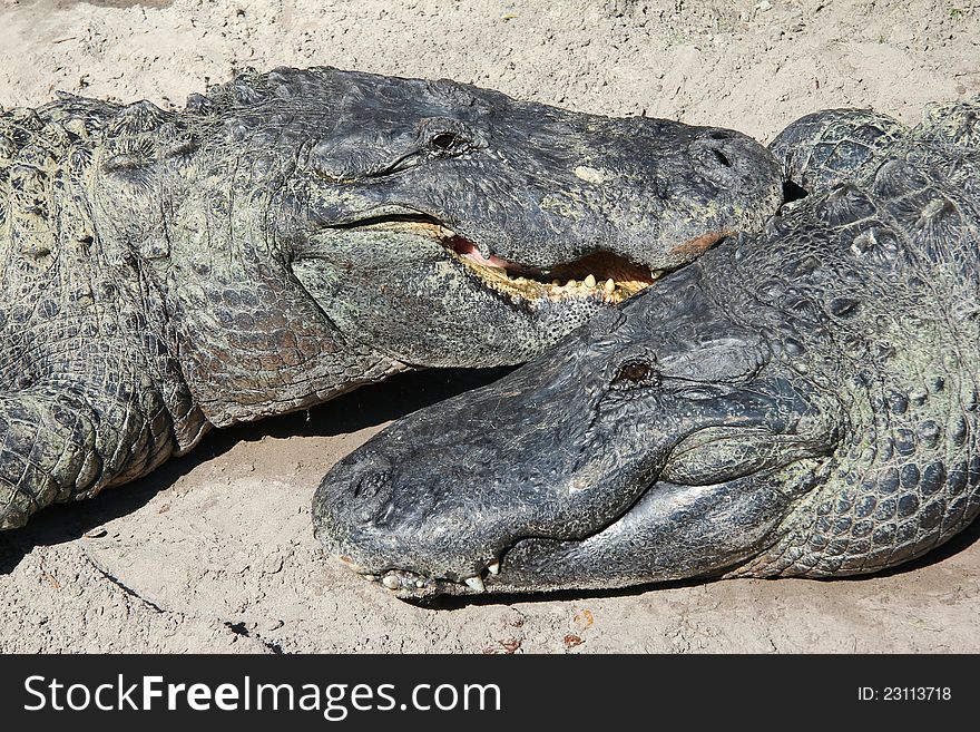 A pair of alligators bask in the sun in Florida, Taken in January. A pair of alligators bask in the sun in Florida, Taken in January.