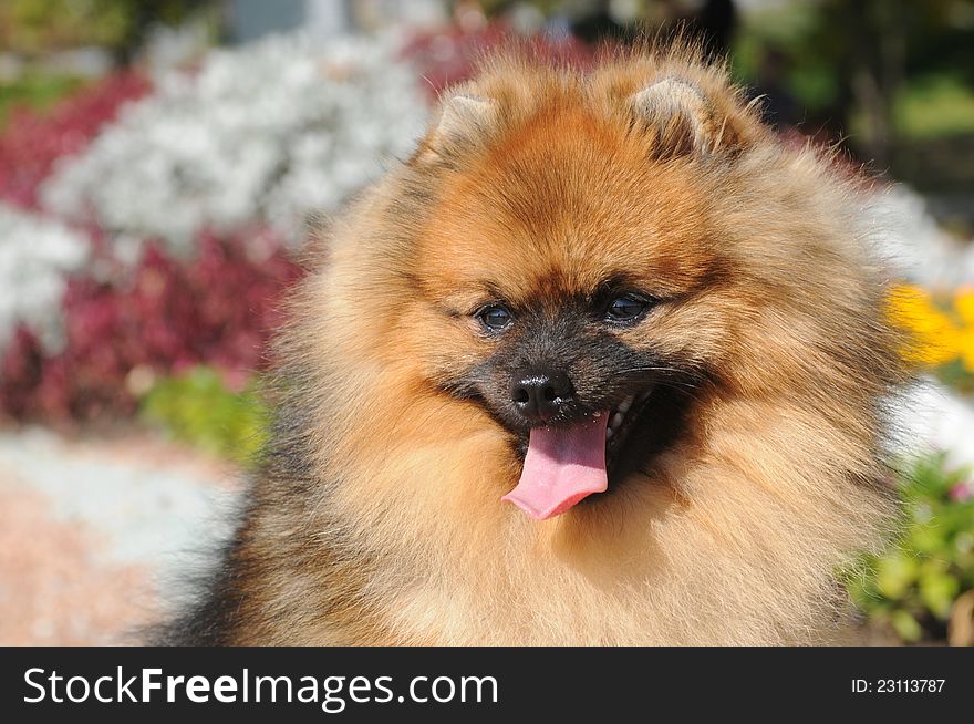 Horizontal portrait of pomeranian spitz in front of flower bed. Horizontal portrait of pomeranian spitz in front of flower bed