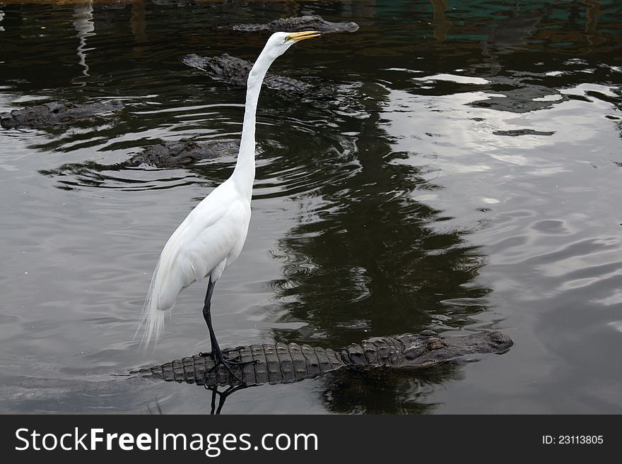 A great white egret stands on the back of and alligator. Taken in Florida. A great white egret stands on the back of and alligator. Taken in Florida.