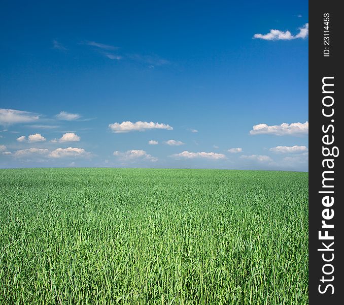 Green field under blue sky