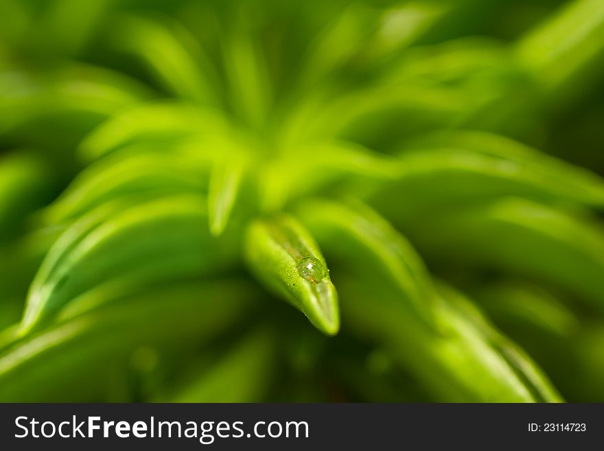 Drop of water on green leaf, symbol of ecology