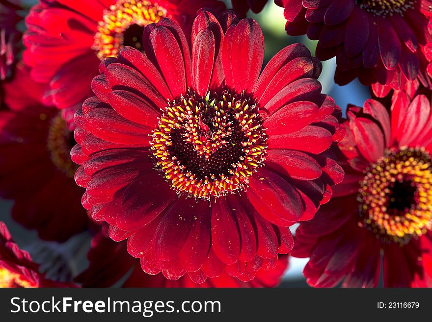 Red gerberas flower with unique heart inflorescence. Shallow DOF. Red gerberas flower with unique heart inflorescence. Shallow DOF