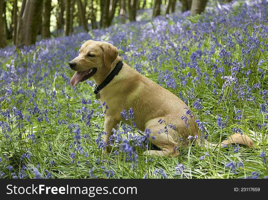 Gold labrador retriever puppy in bluebells