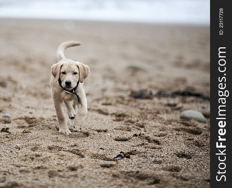 Gold labrador puppy walking on beach, shallow depth of field. Gold labrador puppy walking on beach, shallow depth of field