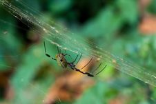 Male And Female Golden Silk Spiders Mating In Web. Royalty Free Stock Photos