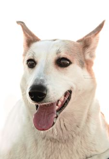 Portrait Of A Dog. Stock Photos
