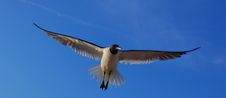 Laughing Gull, Leucophaeus Atricilla, In Flight Stock Photography Laughing Gull, Leucophaeus Atricilla, In Flight Stock Photography