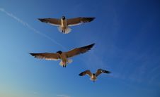 Laughing Gulls, Leucophaeus Atricilla, In Flight Royalty Free Stock Photos