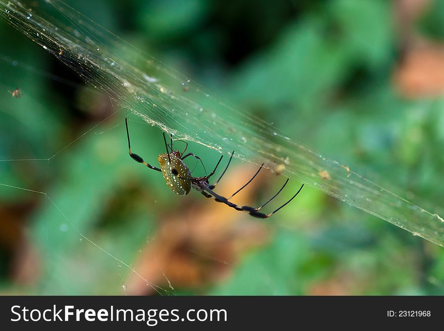 Male and female Golden silk spiders (Nephila clavipes) mating in their web in the jungle of Panama. Male and female Golden silk spiders (Nephila clavipes) mating in their web in the jungle of Panama.