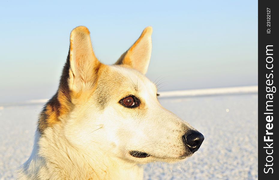 Portrait of a dog. A winter portrait of a hunting dog close up. (Canis lupus familiaris). Portrait of a dog. A winter portrait of a hunting dog close up. (Canis lupus familiaris)