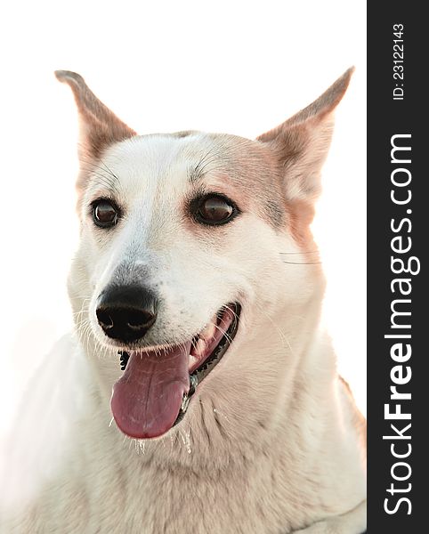 Portrait of a dog. A winter portrait of a hunting dog close up. Isolate on white