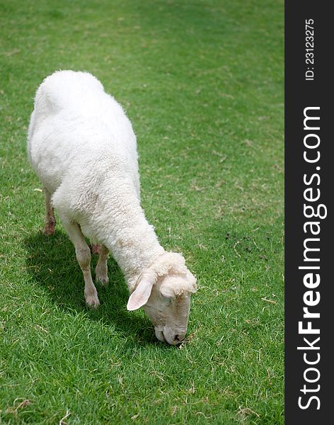 A sheep is enjoying the green grass in the farm. A sheep is enjoying the green grass in the farm