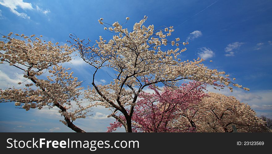 Cherry And Magnolia Blossoms In Spring