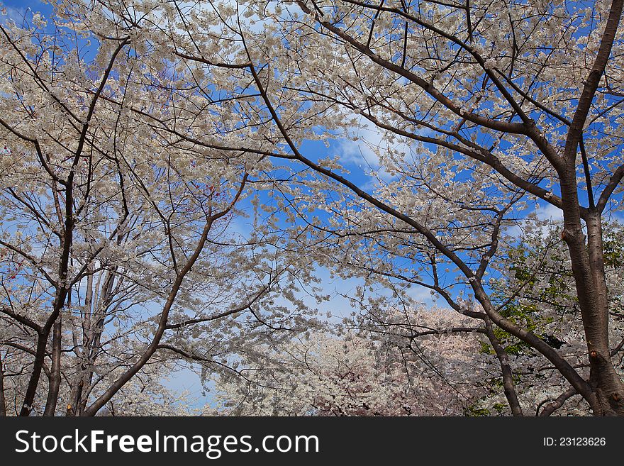 Cherry blossoms in spring profiled on clear blue sky