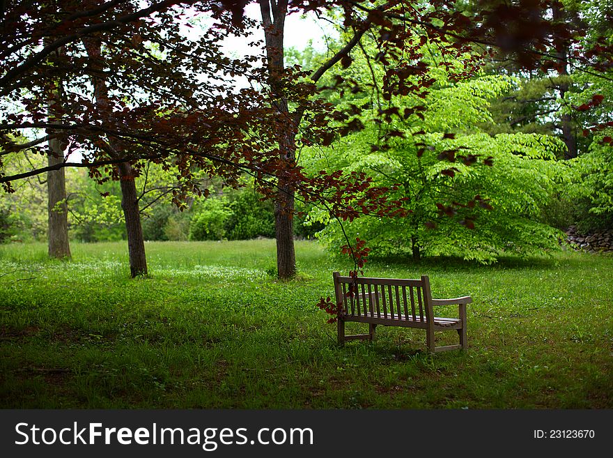 Lonely bench in a forest on a spring day