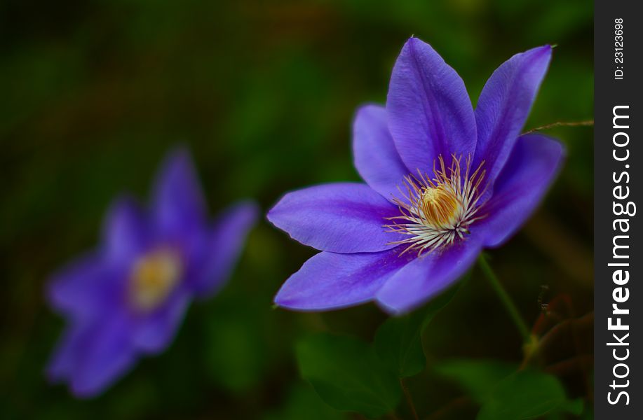 Pretty Blue Flowers In Spring