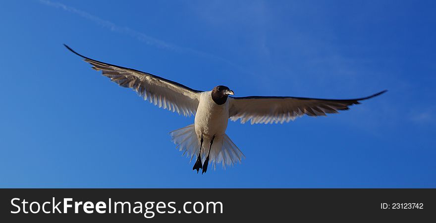 Laughing gull, Leucophaeus atricilla, in flight