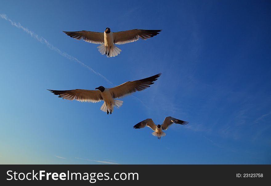 Laughing gulls, Leucophaeus atricilla, in flight profiled on blue sky on a sunny day at the beach