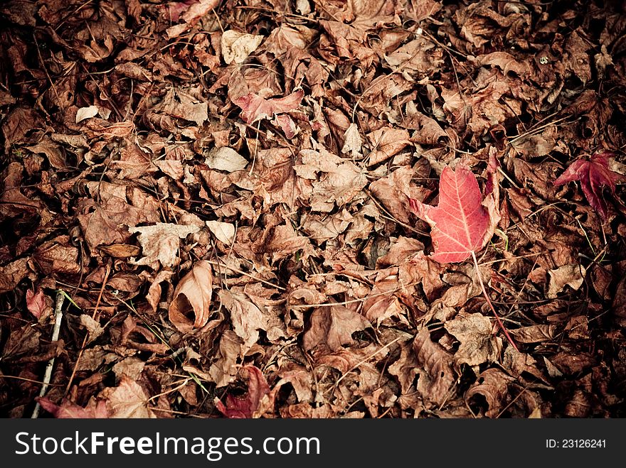 Liquidambar Red Leaf On The Ground