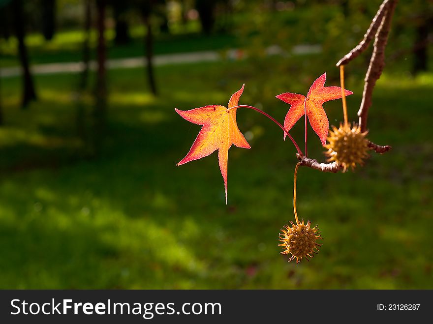 Liquidambar Seeds Over Green