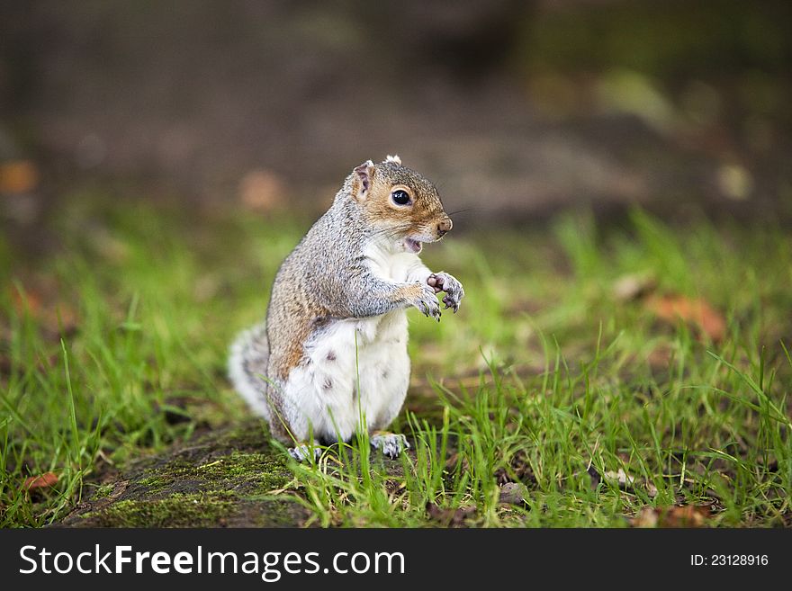 Grey squirrel with funny grimace