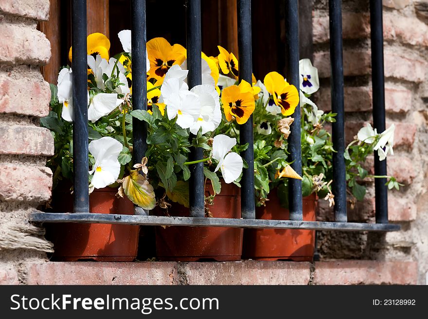 Pansy flowers in a bars window. Pansy flowers in a bars window
