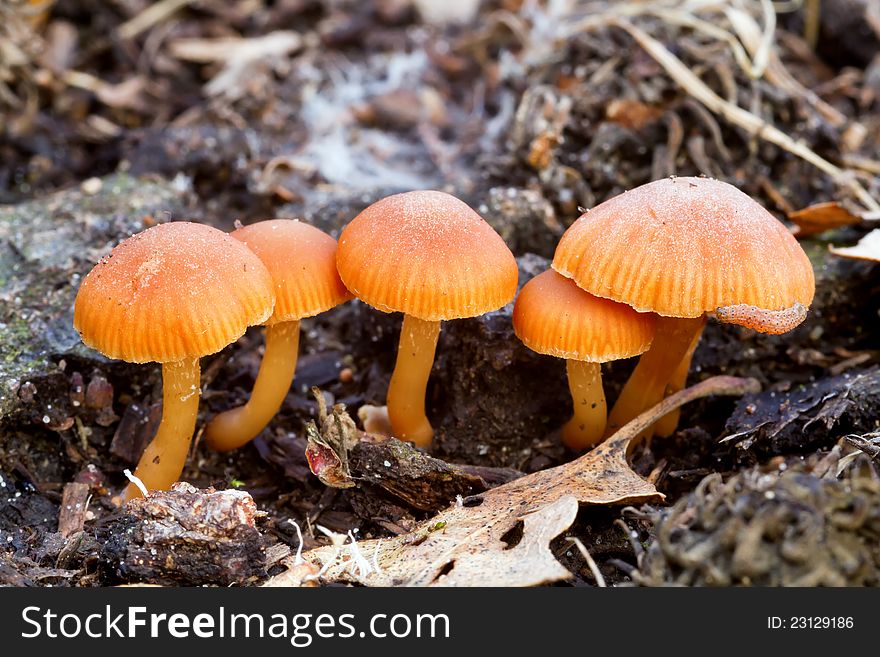 Small Enokitake fungis in winter