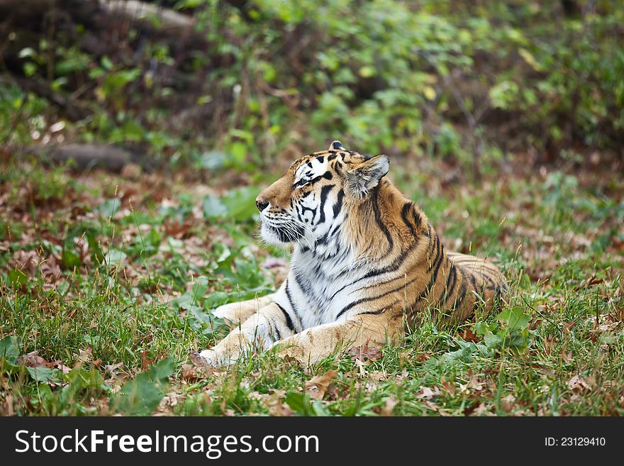 Siberian tiger lays on the grass relaxed. Wild animal in nature. Siberian tiger lays on the grass relaxed. Wild animal in nature.