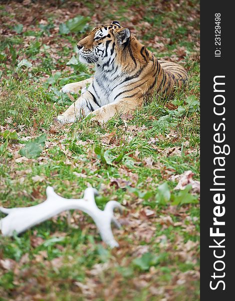 Photograph Of A Resting Siberian Tiger