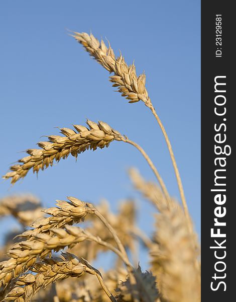 Ripe wheat ears ready to be harvested