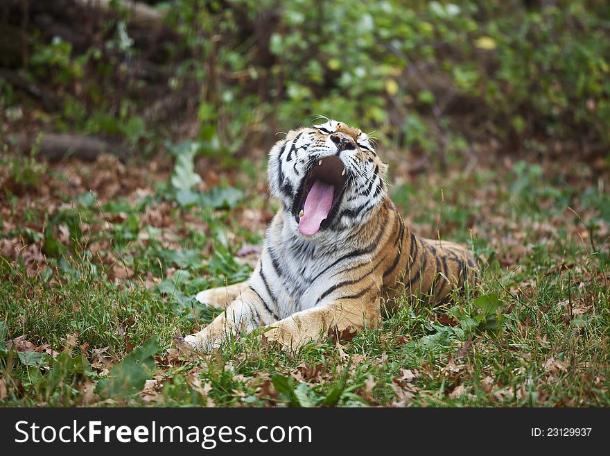 Siberian tiger rests on the grass and yawning. Wild animal in nature. Siberian tiger rests on the grass and yawning. Wild animal in nature.