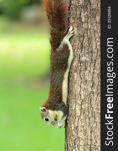 The red squirrel eating snack on a tree