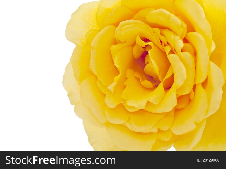 Yellow rose on white background. Macro with shllow focus