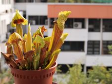 Carnivorous Pitcher Plant Stock Image Carnivorous Pitcher Plant Stock Image
