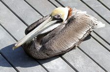 Pelican Royalty Free Stock Photography