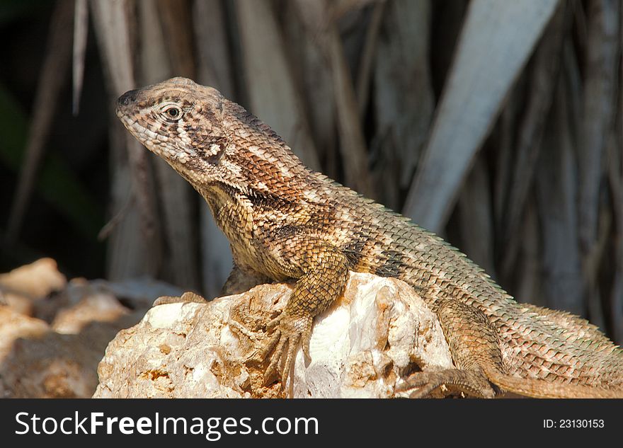 Northern Curly-tailed Lizard (Leiocephalus carinatus) sit under bright sun. Northern Curly-tailed Lizard (Leiocephalus carinatus) sit under bright sun
