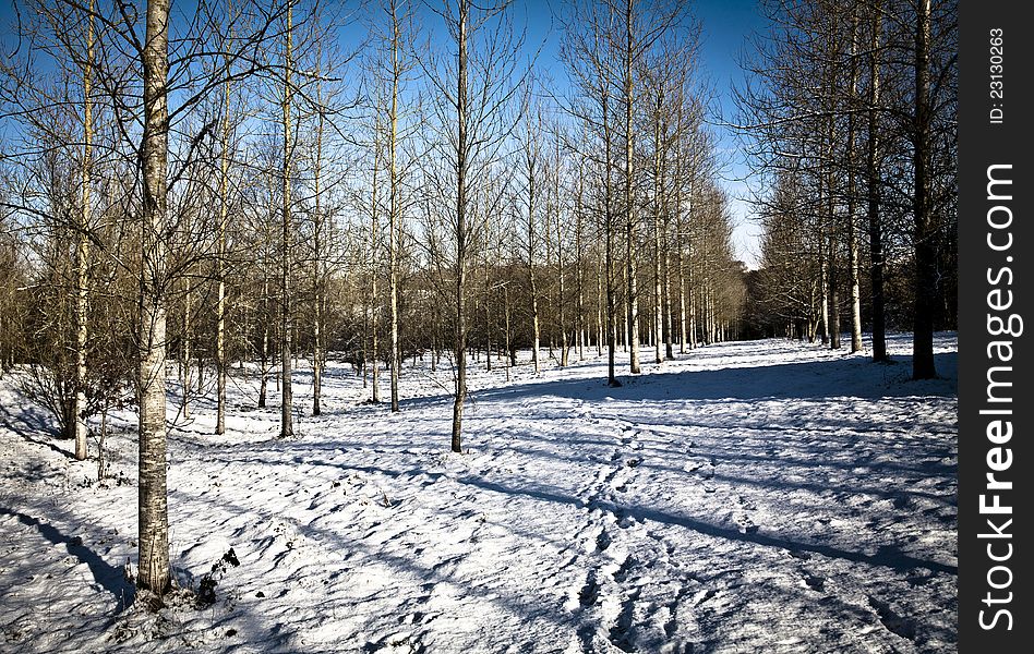 Cross process image showing silver birch tree plantation in snow. Cross process image showing silver birch tree plantation in snow
