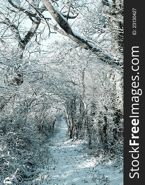 Image showing snowy footpath through trees and scrub. Image showing snowy footpath through trees and scrub