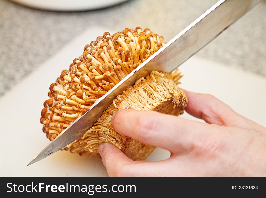 A chef cutting a bunch of golden enoki mushrooms for cooking. A chef cutting a bunch of golden enoki mushrooms for cooking.