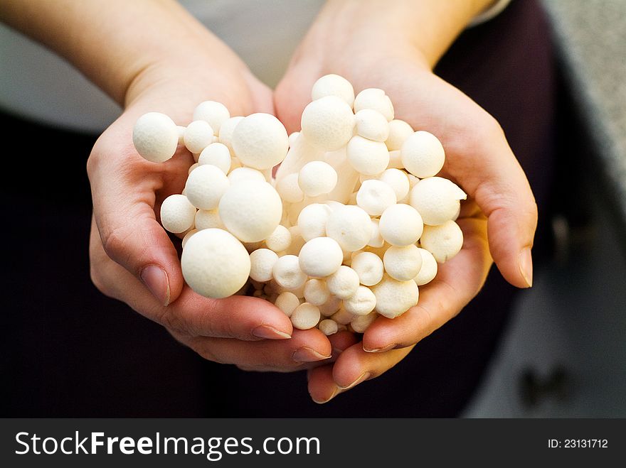 Hands holding a bunch of shimeji mushrooms.