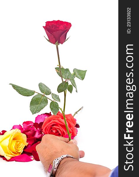 A valentine rose accepted by man hand