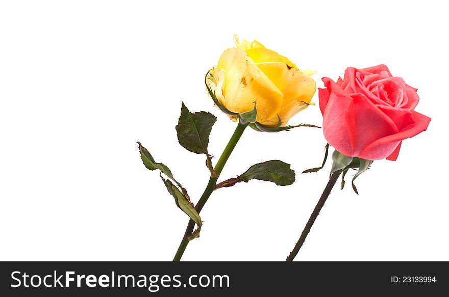 Roses on white background. space for your text