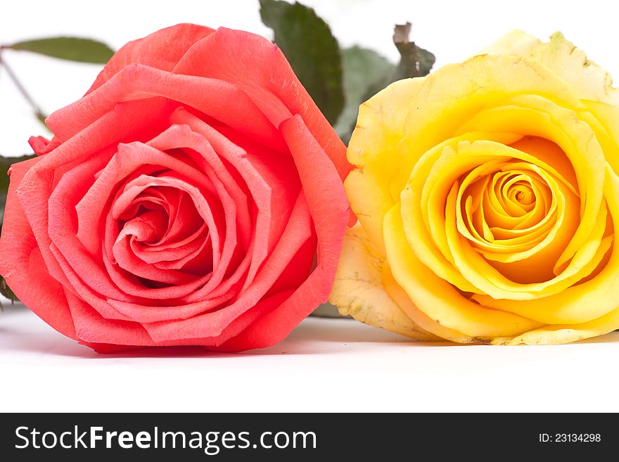 Yellow and pink roses close up