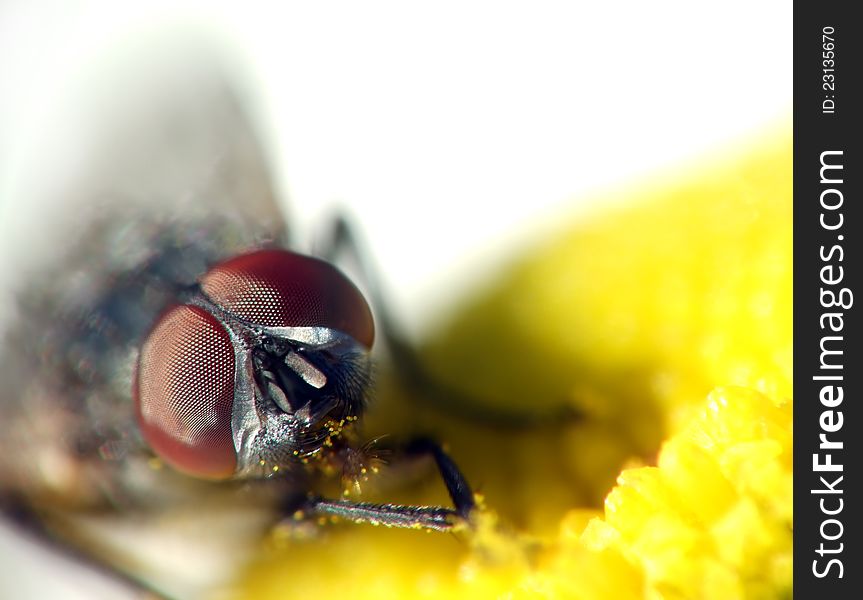 Fly with big eyes eat yellow pollen. Fly with big eyes eat yellow pollen
