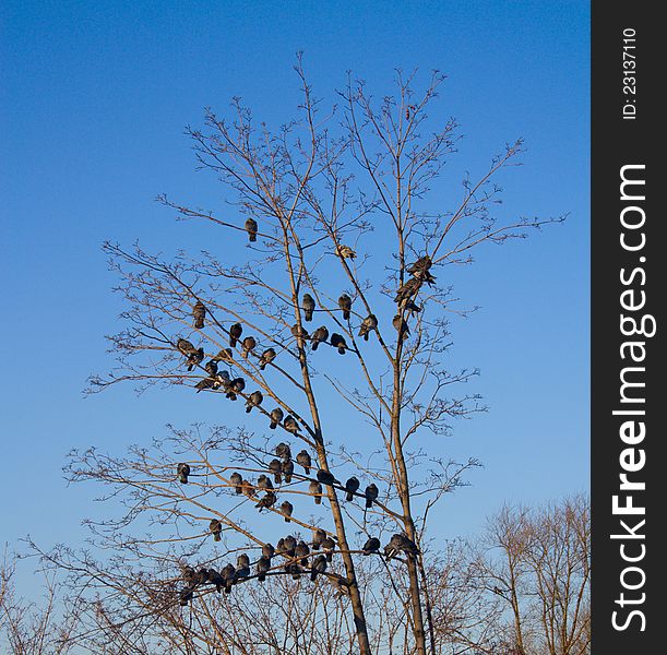 Pigeons sitting on the bare branches against the blue sky. Pigeons sitting on the bare branches against the blue sky