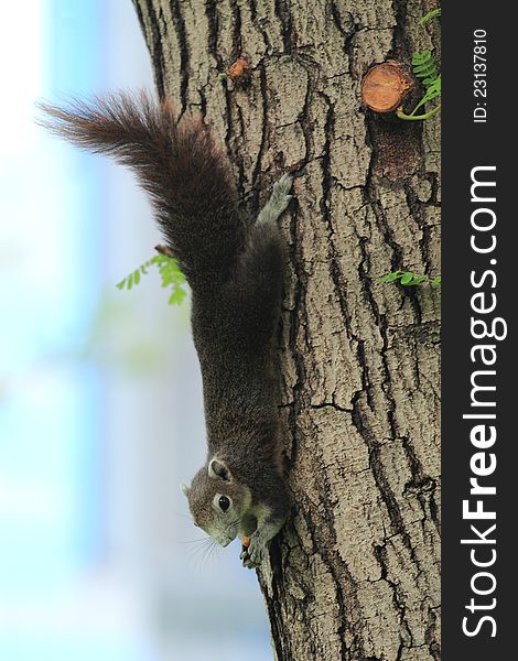 The red squirrel eating snack on a tree