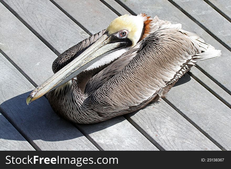 Pelican