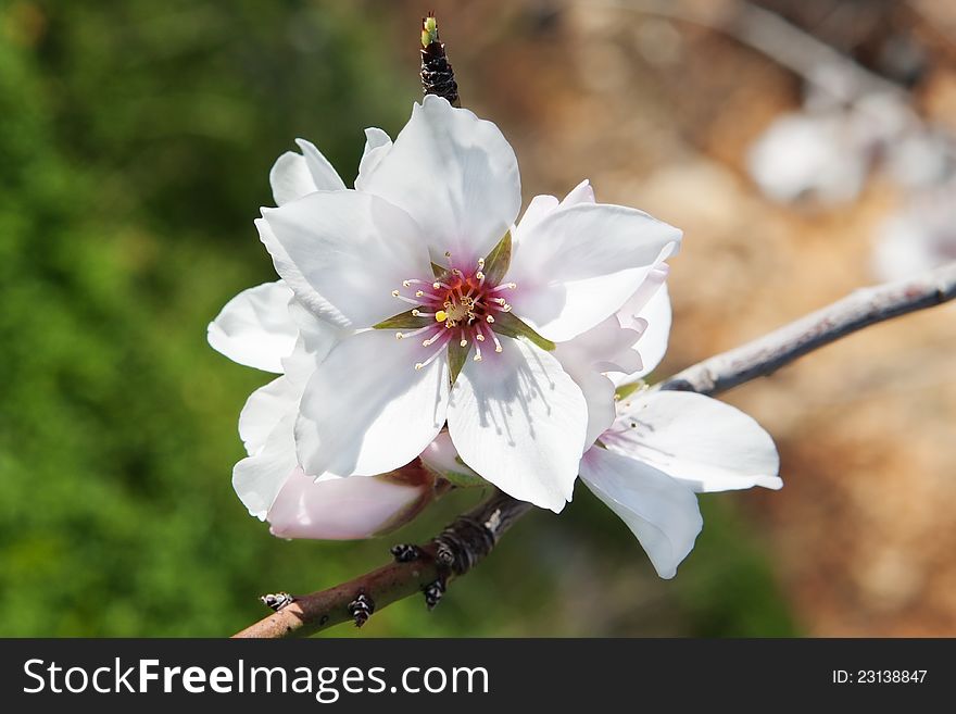 Almond blossom spring. Outdoor.