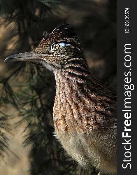 Close Up Portrait Of Common Male Road Runner With Topknot. Close Up Portrait Of Common Male Road Runner With Topknot